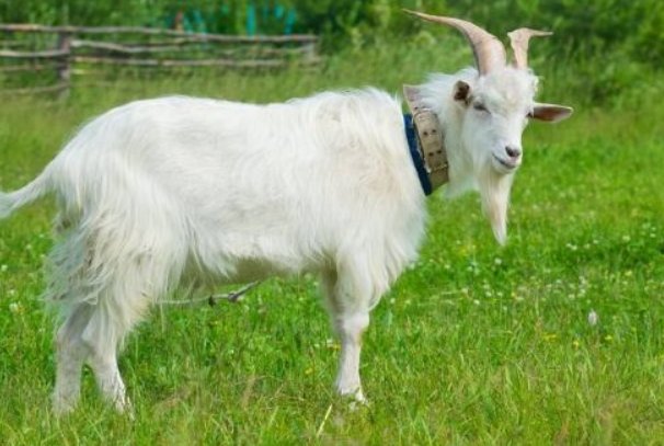 独霸天下的生肖