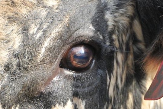 猜一猜:在牛的眼中,能看到什么 颜色