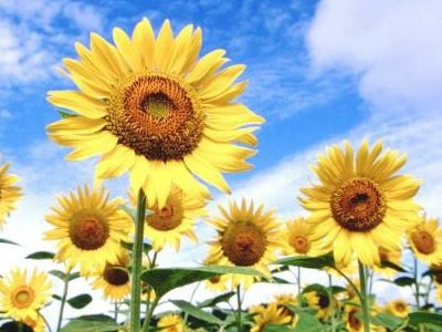 女人一般喜欢什么花？