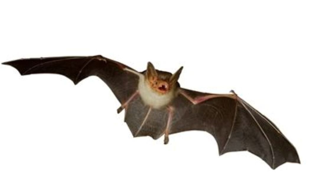 老鼠会飞行吗？