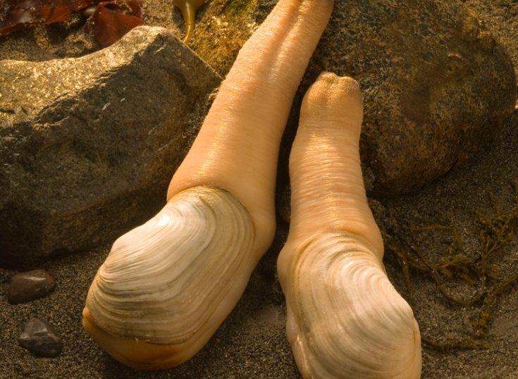 象拔蚌的内胆能吃吗?