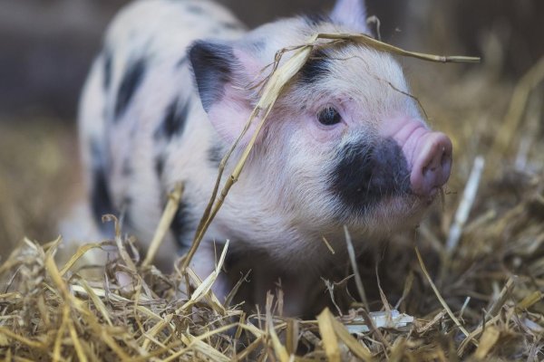 俯仰之间的生肖是什么