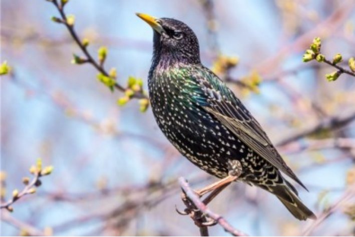 怎样教八哥说话最快