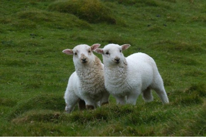 自相惊扰打一生肖最佳答案是什么