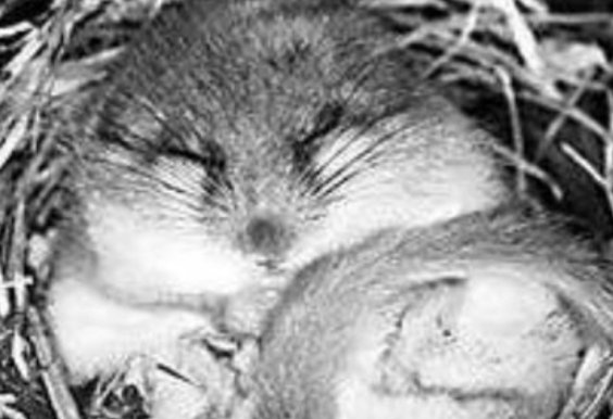 动物冬眠的方式有哪些呢？