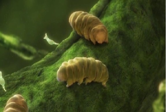 水熊虫对人体有害吗