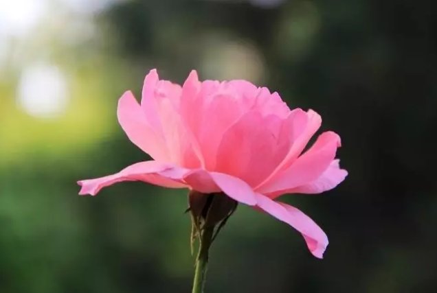 一路繁花相送是什么意思？