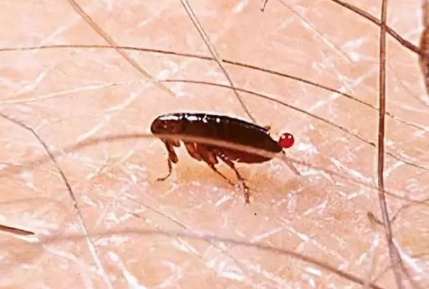 北京一小区跳蚤泛滥，居民苦不堪言，跳蚤究竟是从何而来的？