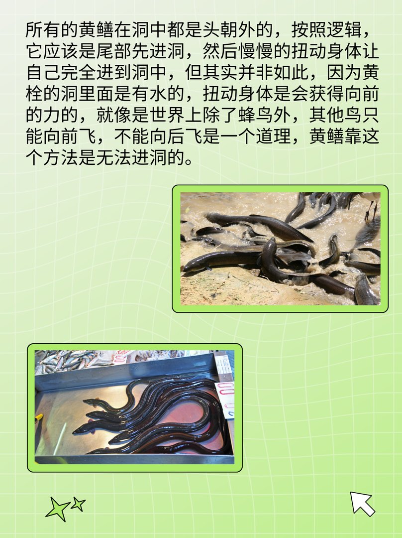 黄鳝进洞时是头先进还是尾巴先进？