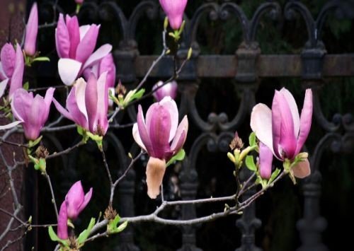 三首冰心的现代短诗