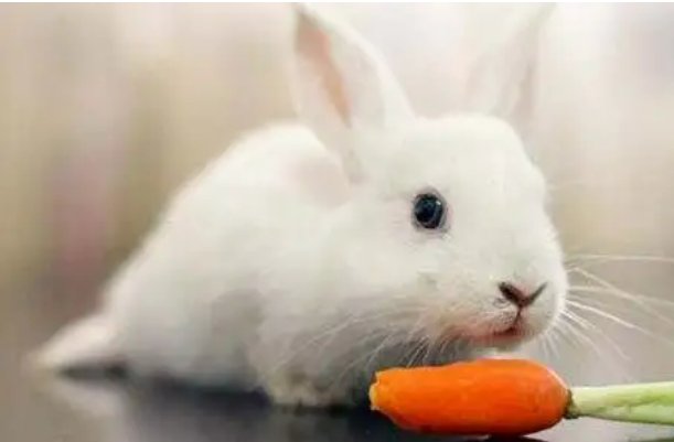 英语老师让我吃她的兔子可以吗?