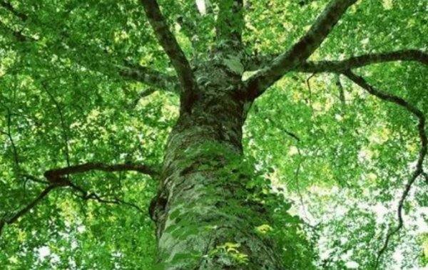 填空：（）的树木？