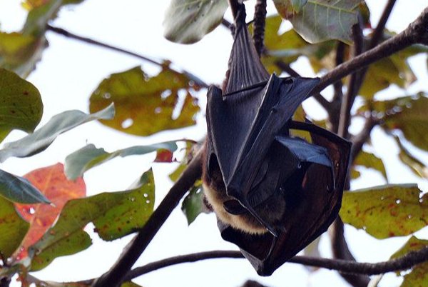 蝙蝠最怕什么动物