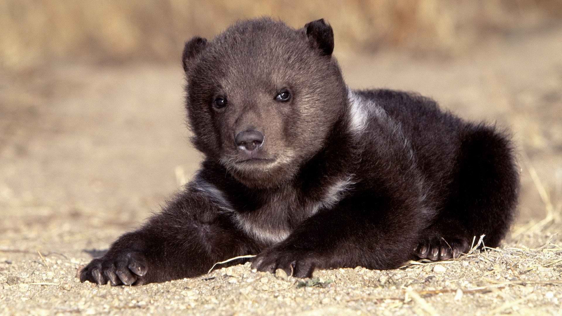 什么动物熊是瞎子？