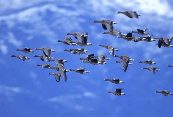 emigrate,immigrate,migrate的区别是什么？