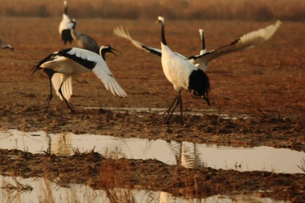愿将黄鹤翅,一借飞云空啥意思