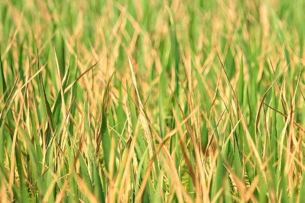 青黄不接是什么季节