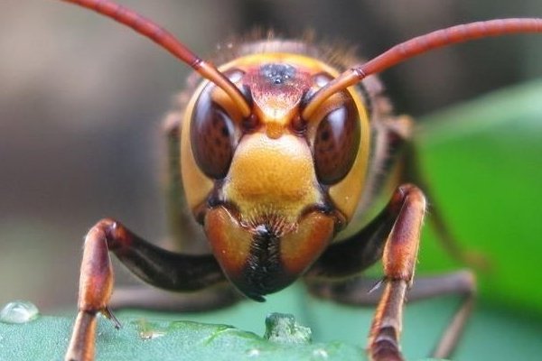 虎头蜂种类有哪些