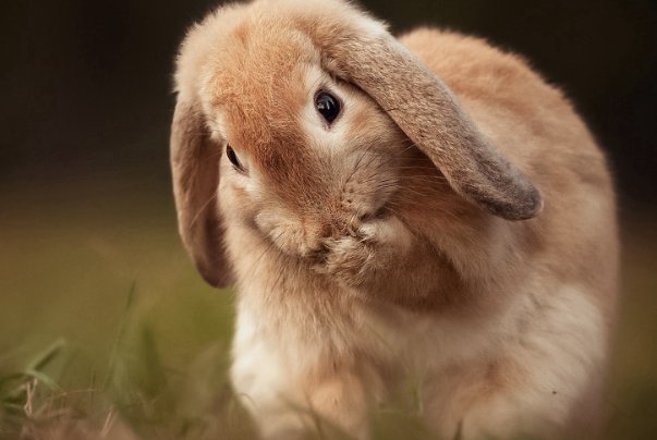 明眸皓齿打一生肖什么动物