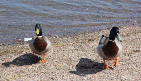 女生说上岸是什么意思？