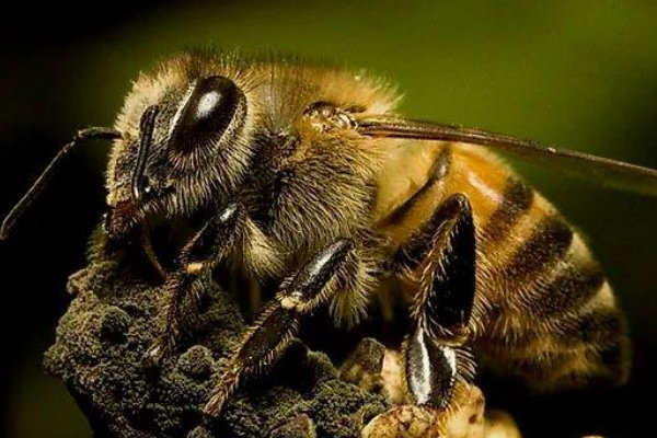 世界十大毒蜂
