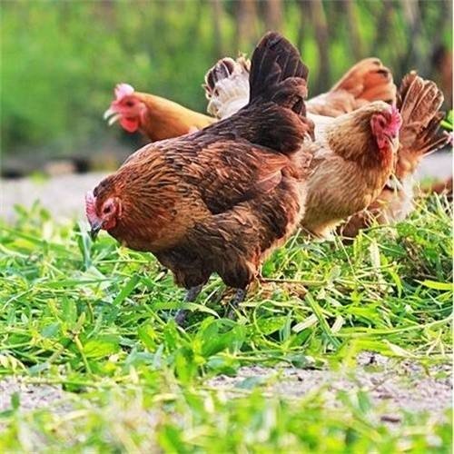 用嘴吃鸡的动作怎么展示