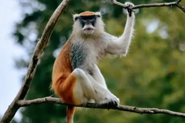 攀高枝儿打一个生肖