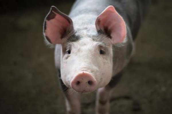 俯仰之间的生肖是什么