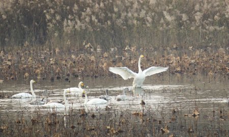灵动是什么意思