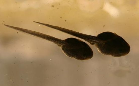 蝌蚪的英文是什么