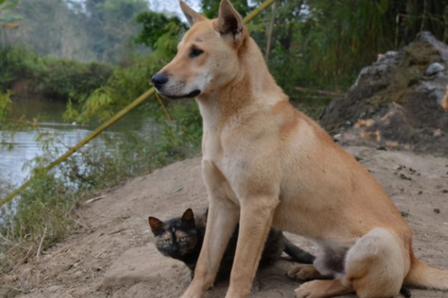 鲁迅的八句话村子里狗叫了