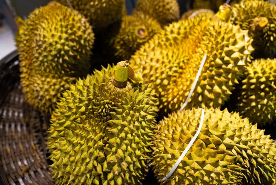 d101和d197榴莲的区别是什么？