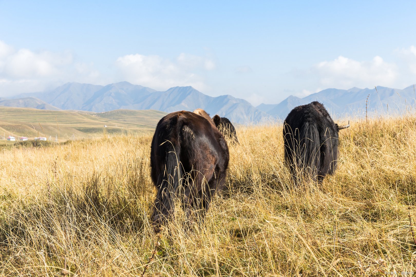 青海1小时内5次地震，在地震的时候，当地的牛羊是什么反应？