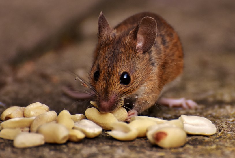 鱼水之情打一动物生肖