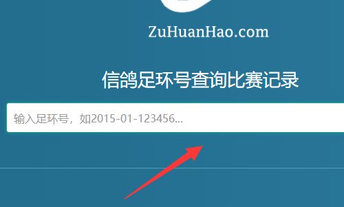 如何在网上查询信鸽的足环号？