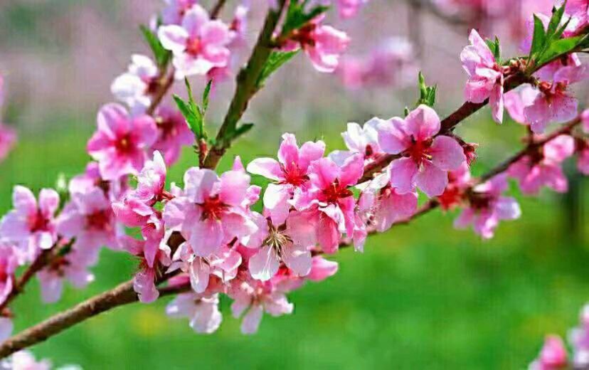 女友是个漂亮可爱的人，和她做时她总躲我，刚进去一点就喊疼，而且口越来越紧，快要哭了似的，便不忍再往