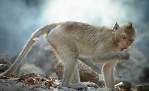 习以成风代表什么生肖