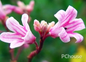 毒毛旋花的介绍