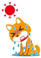 四川高温还将持续，冰川会不会被“晒化”？