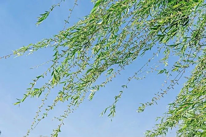 柳枝的寓意