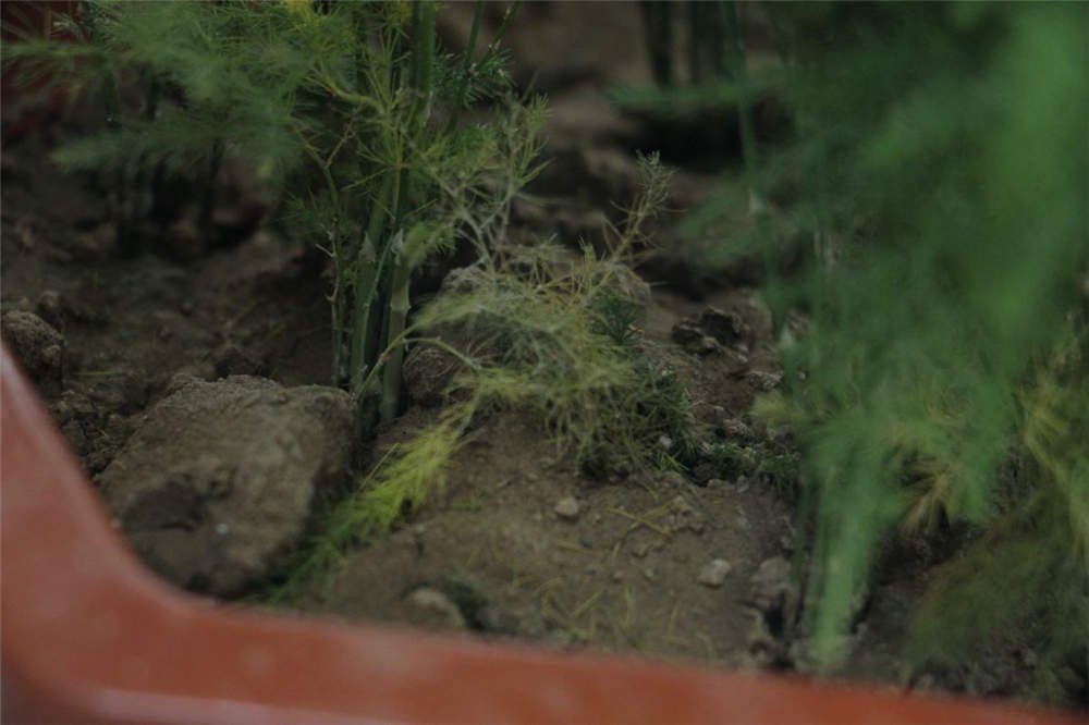 文竹有几种品种？