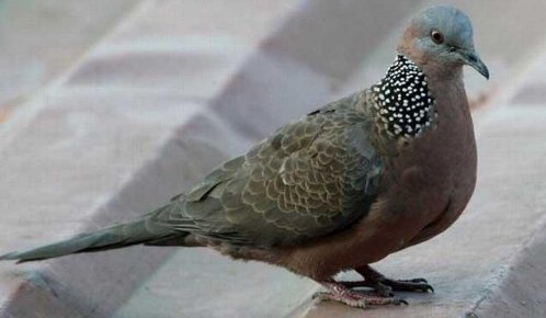 野鸽与家鸽有啥区别？