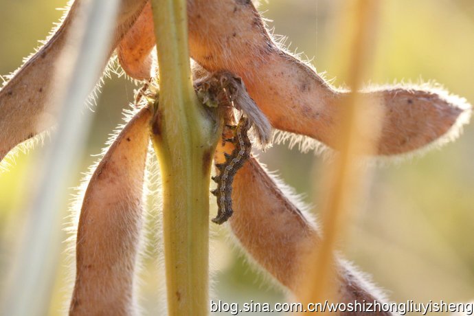 极品小虫的极品小虫
