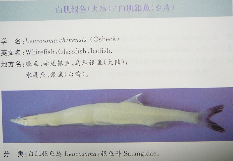 白肌银鱼的习性