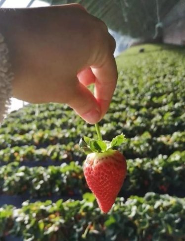 南京10万斤傅家边草莓滞销，养殖户该如何“破局”？