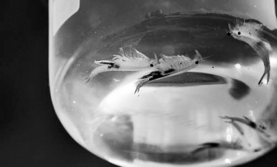 旋额虫的生活环境