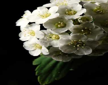 毛果绣线菊的栽培技术