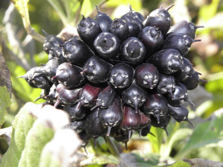 无梗五加的介绍