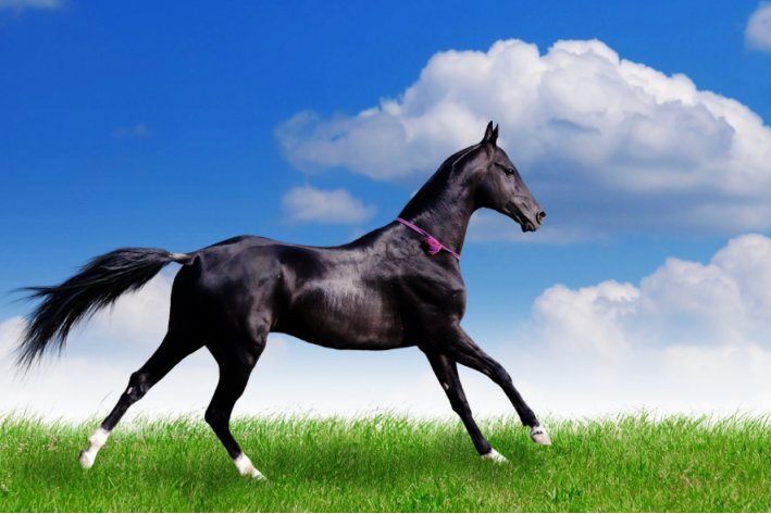 dark horse什么意思