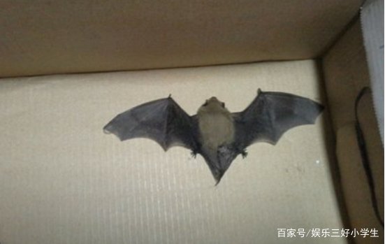 家里为什么会进蝙蝠？